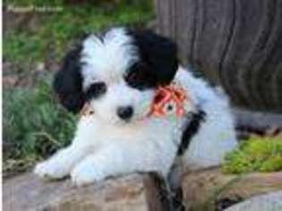 Havanese Puppy for sale in Ruston, LA, USA