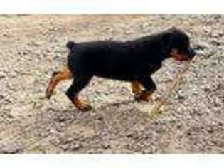Rottweiler Puppy for sale in Peyton, CO, USA