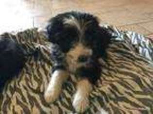 Border Collie Puppy for sale in Williamstown, KY, USA