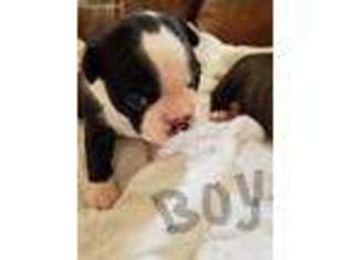 Boston Terrier Puppy for sale in Hartly, DE, USA