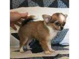 Chihuahua Puppy for sale in Cumberland, VA, USA