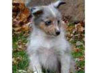 Shetland Sheepdog Puppy for sale in Lynn, IN, USA
