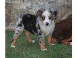 Miniature Australian Shepherd Puppy for sale in San Angelo, TX, USA