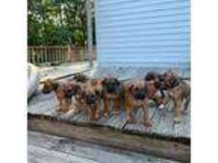 Rhodesian Ridgeback Puppy for sale in Crossville, TN, USA
