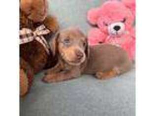 Dachshund Puppy for sale in Greeley, CO, USA