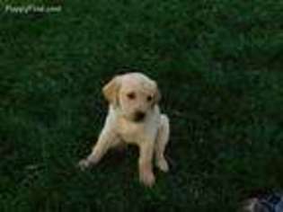 Golden Retriever Puppy for sale in Tracy, CA, USA