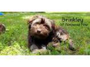 Havanese Puppy for sale in Salem, MO, USA