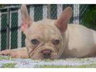 French Bulldog Puppy for sale in Elizabeth, NJ, USA