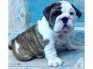 Bulldog Puppy for sale in MANCHESTER, TN, USA