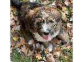 Mutt Puppy for sale in Maysville, NC, USA