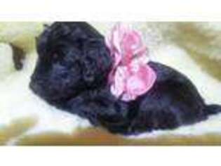 Labradoodle Puppy for sale in Oriskany, NY, USA