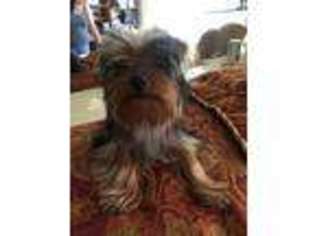 Yorkshire Terrier Puppy for sale in Egg Harbor Township, NJ, USA