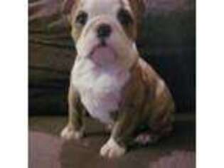 Bulldog Puppy for sale in Brooklyn, CT, USA