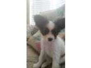 Papillon Puppy for sale in Spring Hill, FL, USA