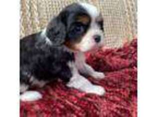 Cavalier King Charles Spaniel Puppy for sale in Hollis, OK, USA
