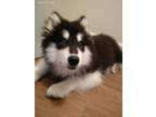 Alaskan Malamute Puppy for sale in Norfolk, VA, USA
