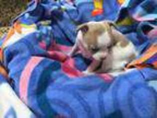 Chihuahua Puppy for sale in Livingston, TN, USA