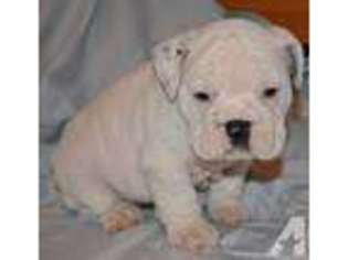 Bulldog Puppy for sale in CHASE CITY, VA, USA