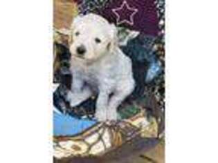 Goldendoodle Puppy for sale in Gate City, VA, USA