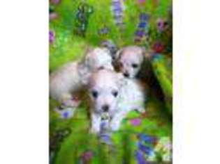 Maltese Puppy for sale in ANNAPOLIS, MD, USA