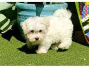 Maltese Puppy for sale in Thousand Oaks, CA, USA