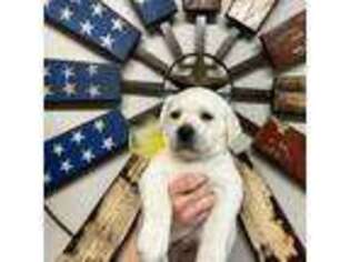 Labrador Retriever Puppy for sale in Anderson, TX, USA