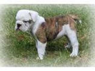 Bulldog Puppy for sale in Debary, FL, USA