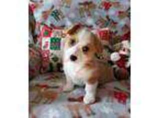 Pembroke Welsh Corgi Puppy for sale in Acton, CA, USA