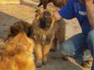 Belgian Tervuren Puppy for sale in Siloam Springs, AR, USA