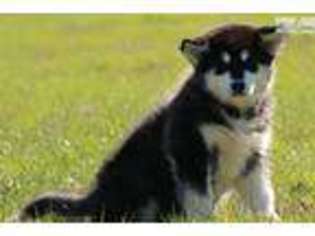 Alaskan Malamute Puppy for sale in Tyler, TX, USA