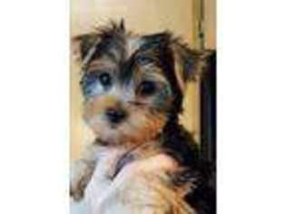 Yorkshire Terrier Puppy for sale in Greeley, CO, USA