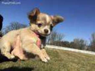 Chihuahua Puppy for sale in Eaton Rapids, MI, USA