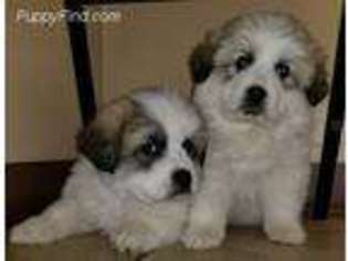 Great Pyrenees Puppy for sale in Silver Lake, IN, USA