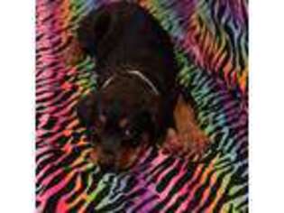 Rottweiler Puppy for sale in Hammond, IN, USA