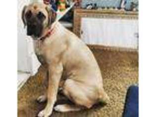 Mastiff Puppy for sale in Bridgeport, CT, USA
