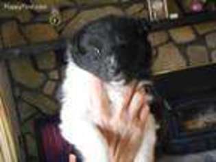 Shetland Sheepdog Puppy for sale in Argyle, NY, USA