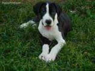 Great Dane Puppy for sale in Galena, MO, USA