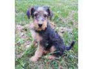 Airedale Terrier Puppy for sale in Locust Grove, VA, USA