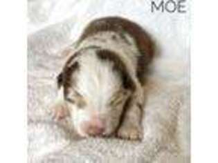 Australian Shepherd Puppy for sale in Stevensville, MT, USA