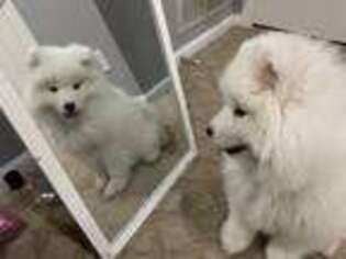 Samoyed Puppy for sale in Woodbury, MN, USA