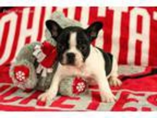 French Bulldog Puppy for sale in Shreve, OH, USA