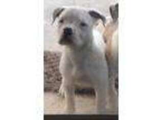 American Bulldog Puppy for sale in Grand Prairie, TX, USA