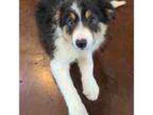 Border Collie Puppy for sale in Waxahachie, TX, USA
