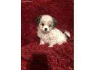 Maltese Puppy for sale in Fredericktown, OH, USA