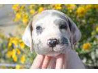 Great Dane Puppy for sale in Norco, CA, USA
