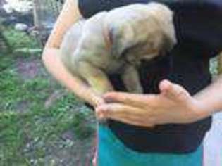 Mastiff Puppy for sale in Blue Rapids, KS, USA