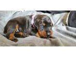 Doberman Pinscher Puppy for sale in Hammond, IN, USA