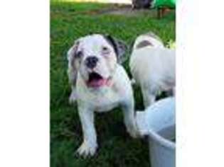 Olde English Bulldogge Puppy for sale in Novice, TX, USA