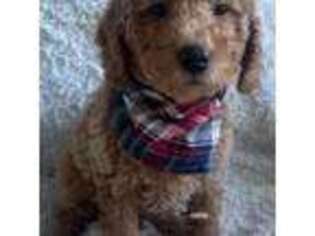 Mutt Puppy for sale in Vacaville, CA, USA