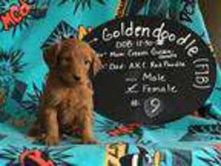 Goldendoodle Puppy for sale in Niles, MI, USA